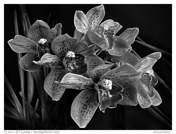 Cymbidium Cymbidium Pinata. A hybrid orchid