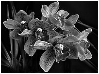 Cymbidium Cymbidium Pinata. A hybrid orchid ( black and white)