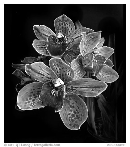 Cymbidium Pinata Flower. A hybrid orchid (black and white)