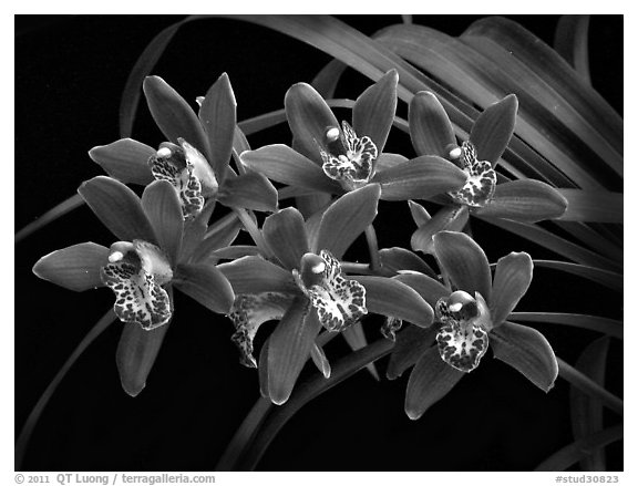 Cymbidium Pipeta 'Magenta'. A hybrid orchid (black and white)
