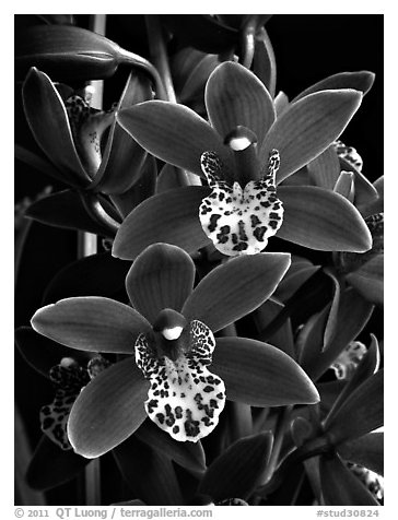 Cymbidium Pipeta 'Royal Gem' Flower. A hybrid orchid (black and white)