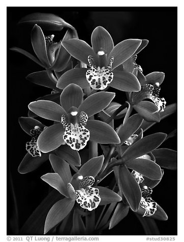 Cymbidium Pipeta 'Royal Gem'. A hybrid orchid (black and white)