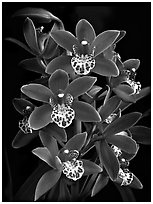 Cymbidium Pipeta 'Royal Gem'. A hybrid orchid ( black and white)