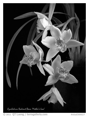 Radiant Beam 'Mother's Love'. A hybrid orchid (black and white)