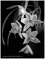 Radiant Beam 'Mother's Love'. A hybrid orchid ( black and white)