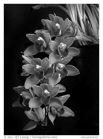 Cymbidium Ruby Shower 'Murasakinokimi'. A hybrid orchid (black and white)