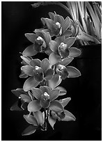 Cymbidium Ruby Shower 'Murasakinokimi'. A hybrid orchid (black and white)