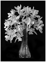 Cymbidium Sarah Jean 'Crystal Fall'. A hybrid orchid ( black and white)