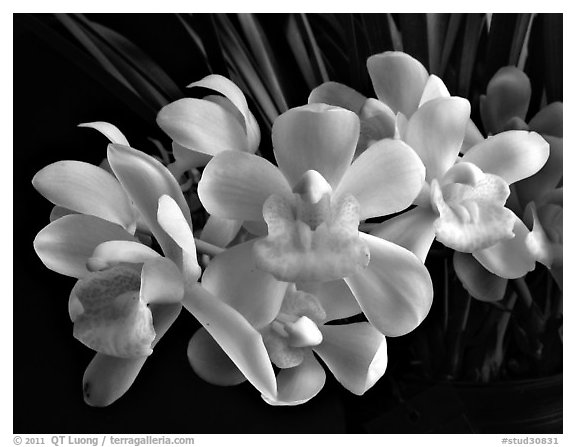 Cymbidium Sarah Jean 'Ice Cascades'. A hybrid orchid (black and white)