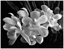 Cymbidium Sarah Jean 'Ice Cascades'. A hybrid orchid ( black and white)