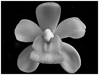 Sarah Jean 'Ice Cascades' Flower. A hybrid orchid (black and white)