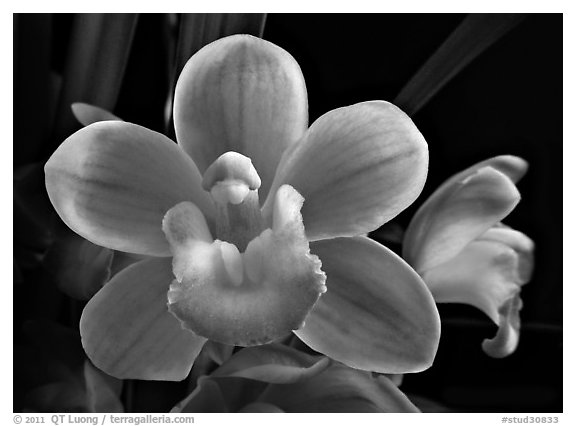 Cymbidium Sarah Jean 'Trish' Flower. A hybrid orchid