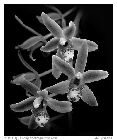 Cymbidium Scallywag. A hybrid orchid (black and white)