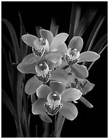 Cymbidium Scott's Sunrise. A hybrid orchid (black and white)