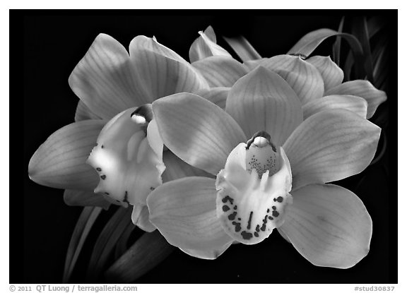 Cymbidium Shifting Sands 'Yellow Bird'. A hybrid orchid (black and white)