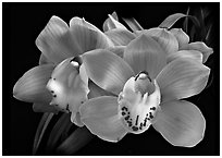 Cymbidium Shifting Sands 'Yellow Bird'. A hybrid orchid ( black and white)