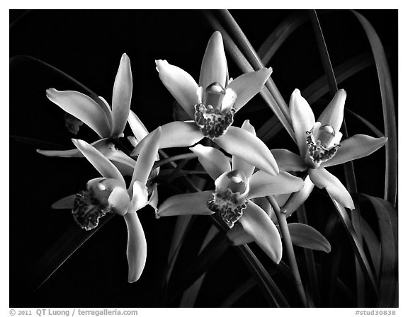 Cymbidium Showgirl 'Malibu'. A hybrid orchid (black and white)