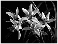 Cymbidium Showgirl 'Malibu'. A hybrid orchid ( black and white)