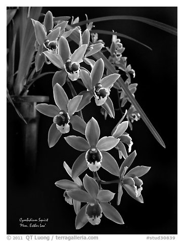 Cymbidium Squirt 'Mem. Esther Loo'. A hybrid orchid (black and white)