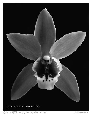 Cymbidium Squirt 'Mem. Esther Loo' Flower. A hybrid orchid (black and white)