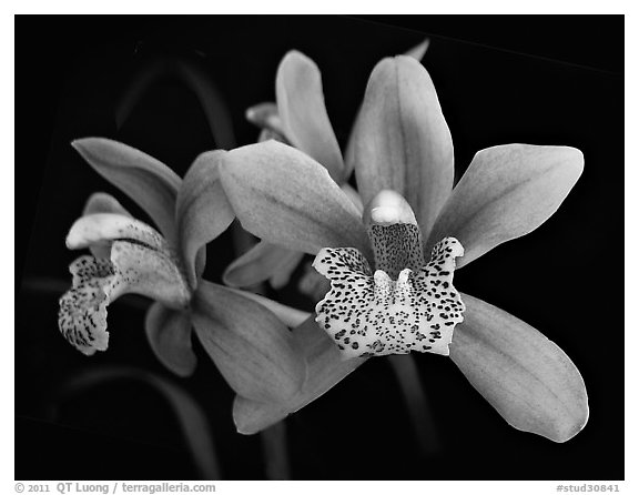 Cymbidium Starbright Flower. A hybrid orchid (black and white)