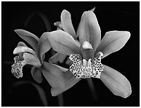 Cymbidium Starbright Flower. A hybrid orchid (black and white)