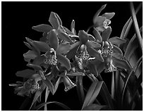 Cymbidium Strathdon 'Chailey Red'. A hybrid orchid ( black and white)