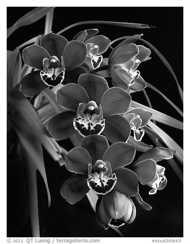 Cymbidium Street Hawk 'Mem. Tom Hank'. A hybrid orchid (black and white)