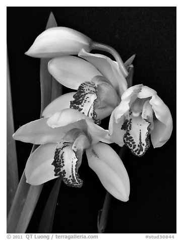 Cymbidium Summer Love 'Petra'. A hybrid orchid (black and white)