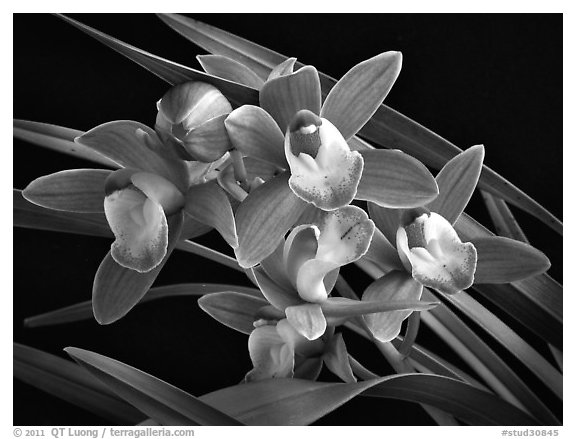 Cymbidium Sweet Wine 'Rika'. A hybrid orchid (black and white)