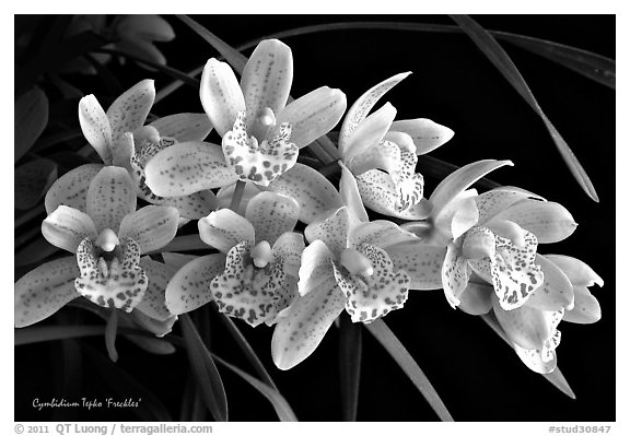 Cymbidium Tepko 'Freckles'. A hybrid orchid (black and white)