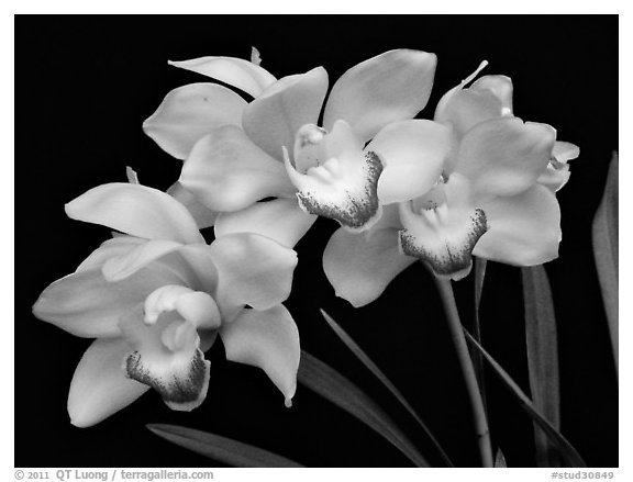 Cymbidium Tese Gorszwick 'Yeah'. A hybrid orchid (black and white)