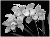 Cymbidium Tese Gorszwick 'Yeah'. A hybrid orchid ( black and white)