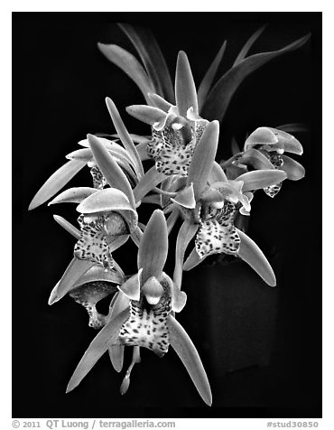 Cymbidium Tiger Moth '!'. A hybrid orchid (black and white)