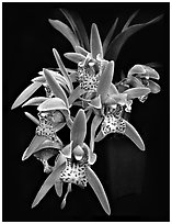 Cymbidium Tiger Moth '!'. A hybrid orchid ( black and white)