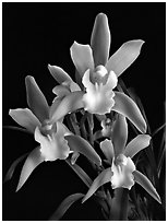 Cymbidium Tiger Tail 'Enzan'. A hybrid orchid (black and white)