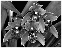 Cymbidium Tiny Tiger. A hybrid orchid ( black and white)