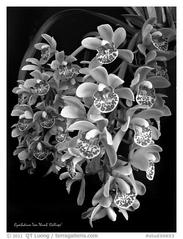 Cymbidium Tom Thumb 'Calliope'. A hybrid orchid (black and white)