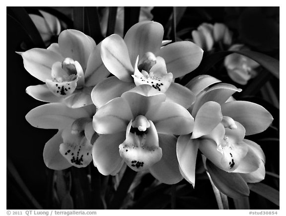 Cymbidium Tontos Target. A hybrid orchid (black and white)