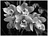 Cymbidium Tontos Target. A hybrid orchid ( black and white)