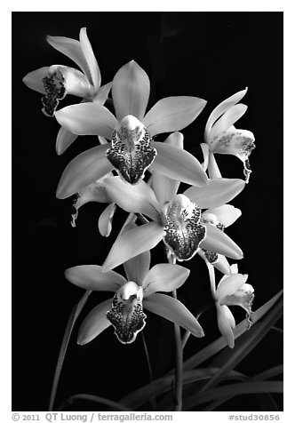 Cymbidium Valentine Love 'Spring Scent'. A hybrid orchid (black and white)