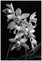 Cymbidium Valentine Love 'Spring Scent'. A hybrid orchid ( black and white)