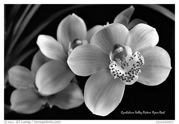 Cymbidium Valley Picture 'Ayers Rock'. A hybrid orchid (black and white)