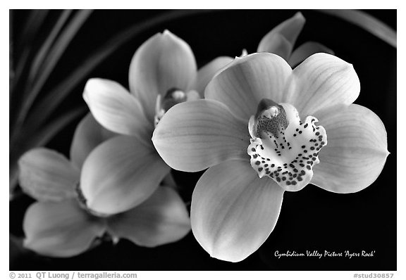 Cymbidium Valley Picture 'Ayers Rock'. A hybrid orchid