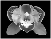 Cymbidium Vidar 'Halerquin' Flower. A hybrid orchid ( black and white)