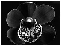 Cymbidium Willunga Regal 'Night Shade' Flower. A hybrid orchid (black and white)