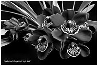Cymbidium Willunga Regal 'Night Shade'. A hybrid orchid ( black and white)