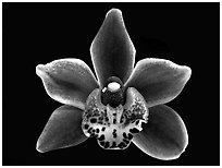 Cymbidium Winter Fire 'Splash'. A hybrid orchid ( black and white)
