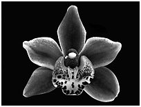 Cymbidium Winter Fire 'Splash'. A hybrid orchid (black and white)