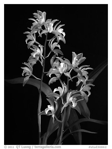 Cymbidium Wood Nymph. A hybrid orchid (black and white)